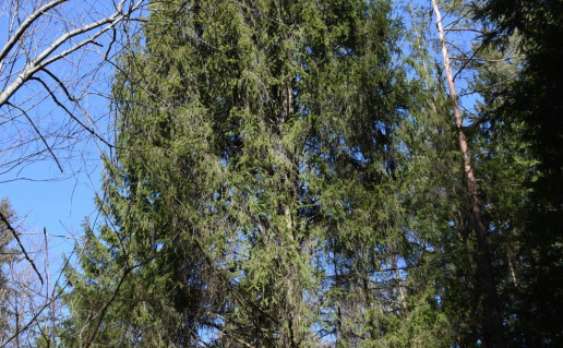 3_Peršokšnos piramidinė eglė (8)_r1.jpg